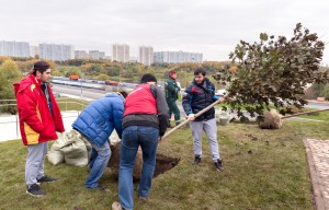 Акция «Миллион деревьев» продолжится в Москве в 2016 году
