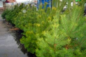 Купить елку и аксессуары к ней в Нагатинском затоне можно будет с 20 декабря