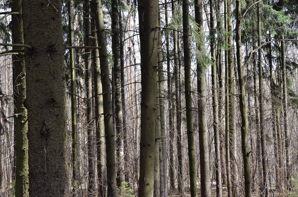 Москва, столица, орешниковая соня, грызун, спячка, природные территории, Красная книга Москвы