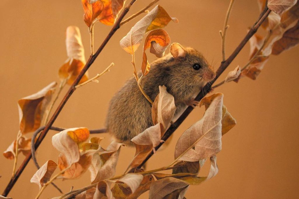 Родственник тушканчика и коренной москвич: какие грызуны обитают на природных территориях на юге города. Фото: сайт мэра Москвы