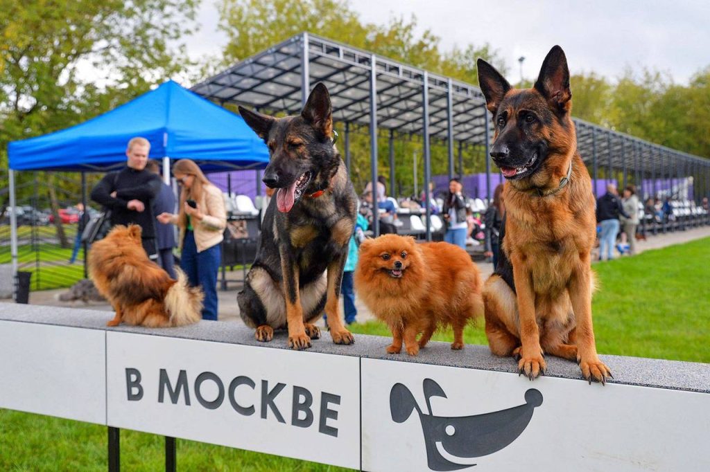 В столице создадут талисман проекта «Питомцы в Москве». Фото: пресс-служба автономной некоммерческой организации «Комплексное развитие района «Мой район»