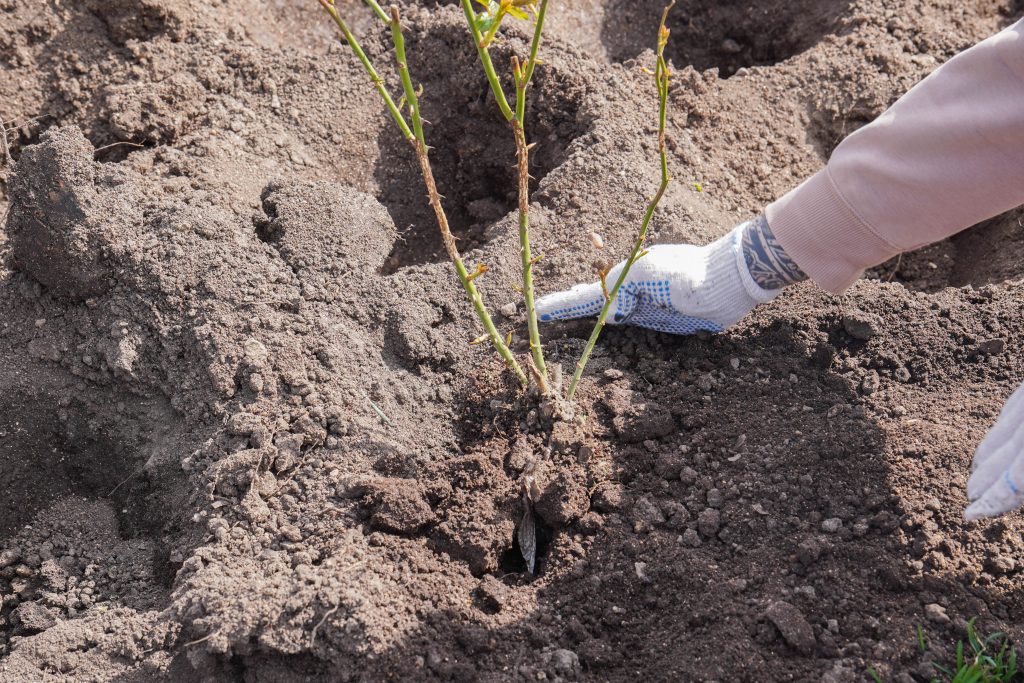 Акция «Семейный сад» прошла среди активистов школы №1770. Фото: Ксения Догонашева, «Вечерняя Москва»