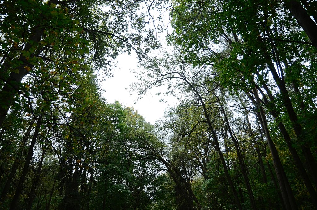 Студенты Колледжа связи №54 имени Петра Вострухина вернулись из похода. Фото: Анна Быкова, «Вечерняя Москва» 