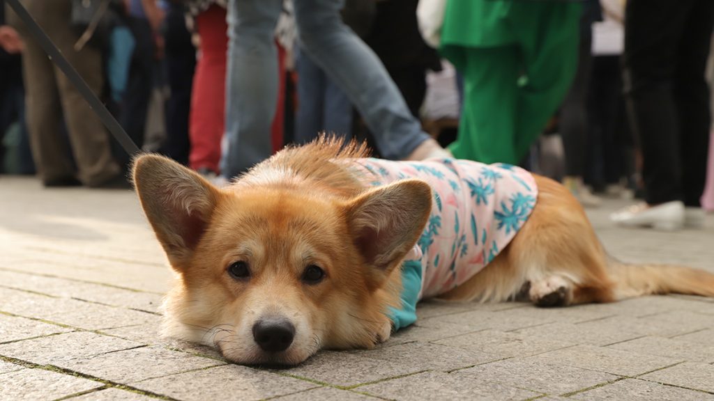 Горожан пригласили посетить лекцию «Собаки в большом городе» в рамках проекта «Лето в Москве». Фото: Анатолий Цымбалюк, «Вечерняя Москва»