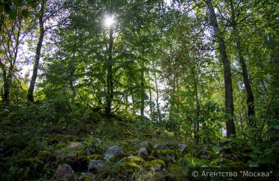 Жулебинский лес получит статус охраняемой территории