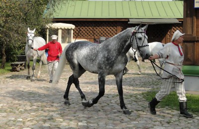 День лошади отметят в музее-заповеднике «Коломенское»