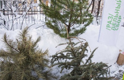 15 января местные жители смогут сдать елки на переработку