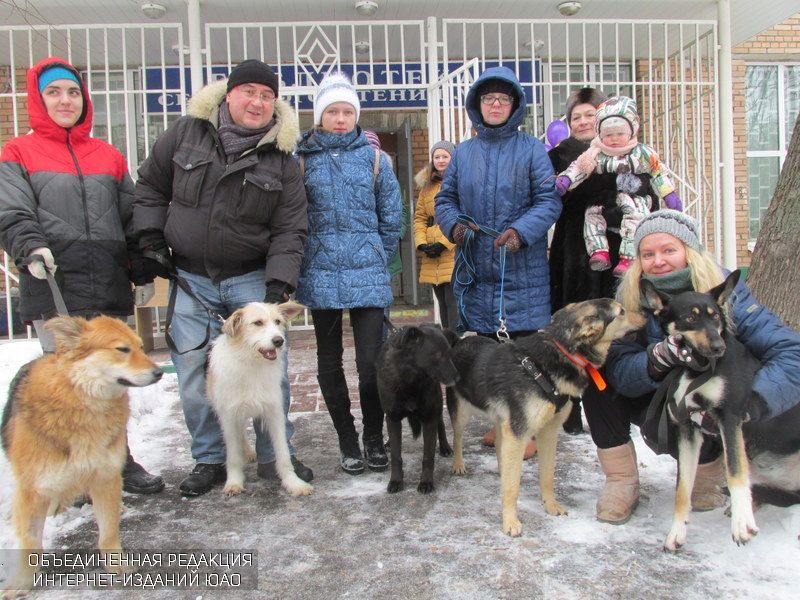 Спонсора приюта. Приют Бирюлево для собак. Приют для животных в Бирюлево. Приют Бирюлево муниципальный. Приют для собак в Бирюлево в Москве.