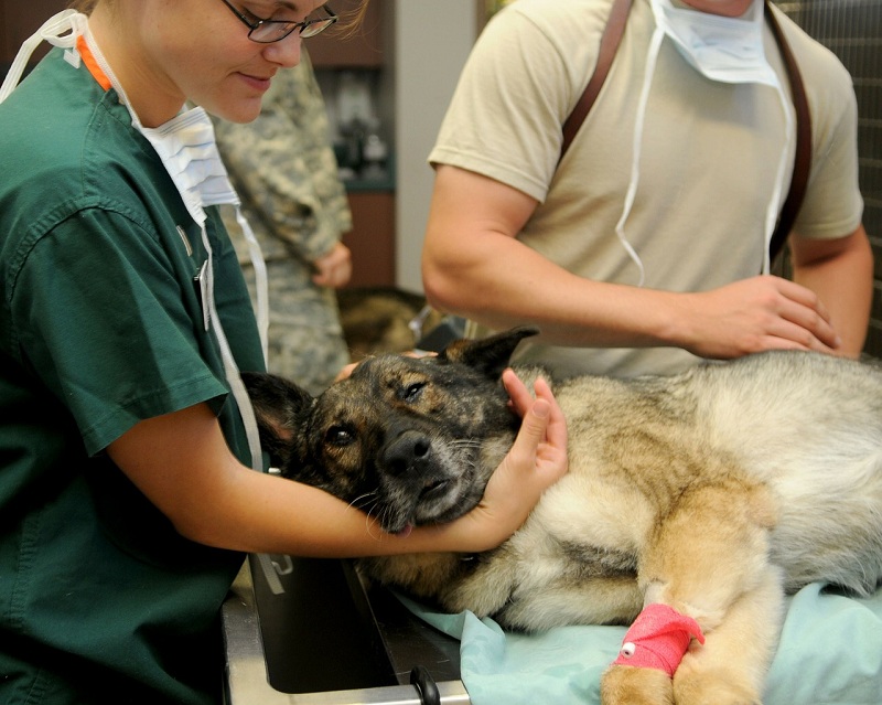 ветеринар, собака, прививка, пиксибей 2002