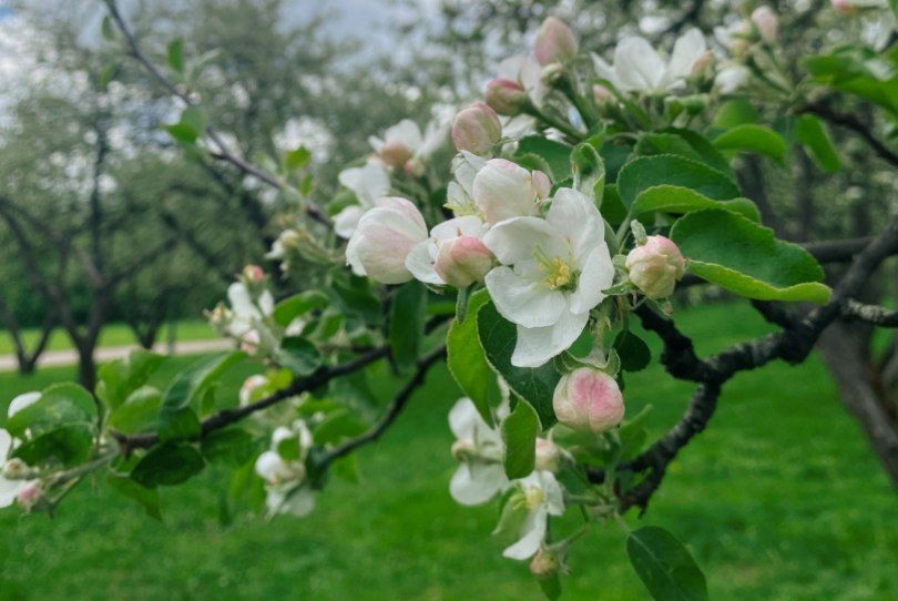 Пробуждение природы, или Яблоневые сады завели в Коломенском. Фото: официальная страница музея-заповедника «Коломенское» в социальных сетях