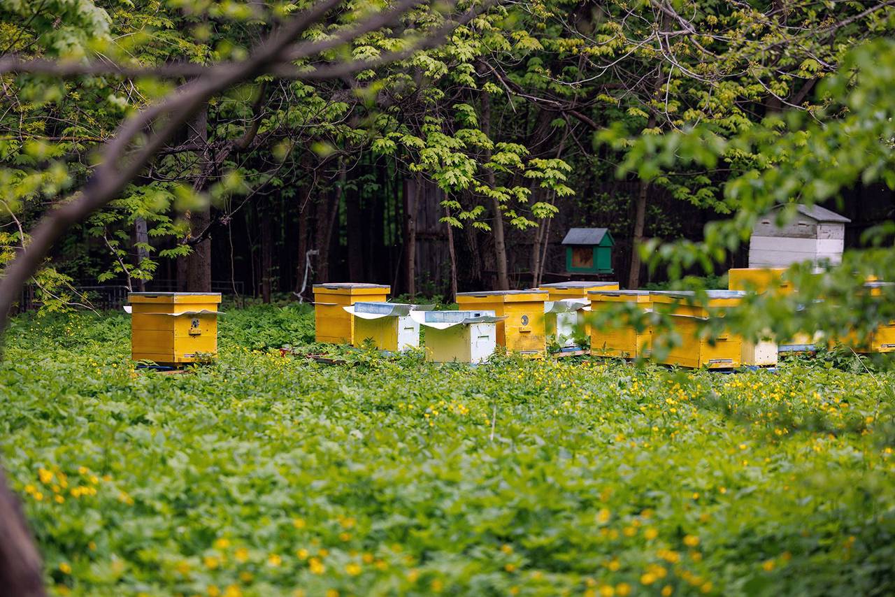 Пчелы начали сбор пыльцы и нектара на природных территориях столицы. Фото: пресс-служба Департамента природопользования и охраны окружающей среды города Москвы